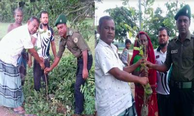 তানোরে আনসার প্লাটুন কমান্ডারের বৃক্ষরোপণ