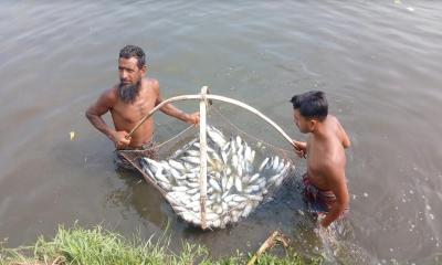 তেঁতুলিয়ায় পুকুরে বিষ প্রয়োগ, মারা গেল ৬ হাজার কেজি মাছ