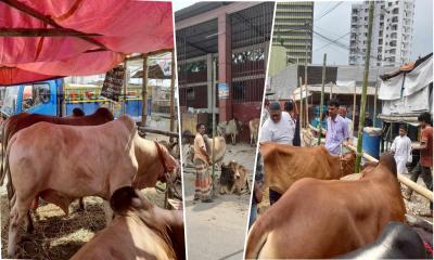 রাজধানীতে যেসব স্থানে বসেছে কোরবানির পশুর হাট