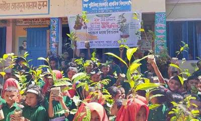 ওয়াসিকা আয়শা এমপি’র ৫ হাজার চারা বিতরণ