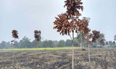 আগাছা পোড়ানোর আগুনে পুড়লো শতাধিক গাছ