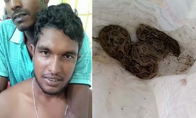 কামড় খেয়ে রাসেলস ভাইপার নিয়েই হাসপাতালে কৃষক