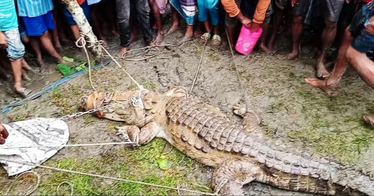 রায়পুরে চরের পুকুর থেকে কুমির উদ্ধার