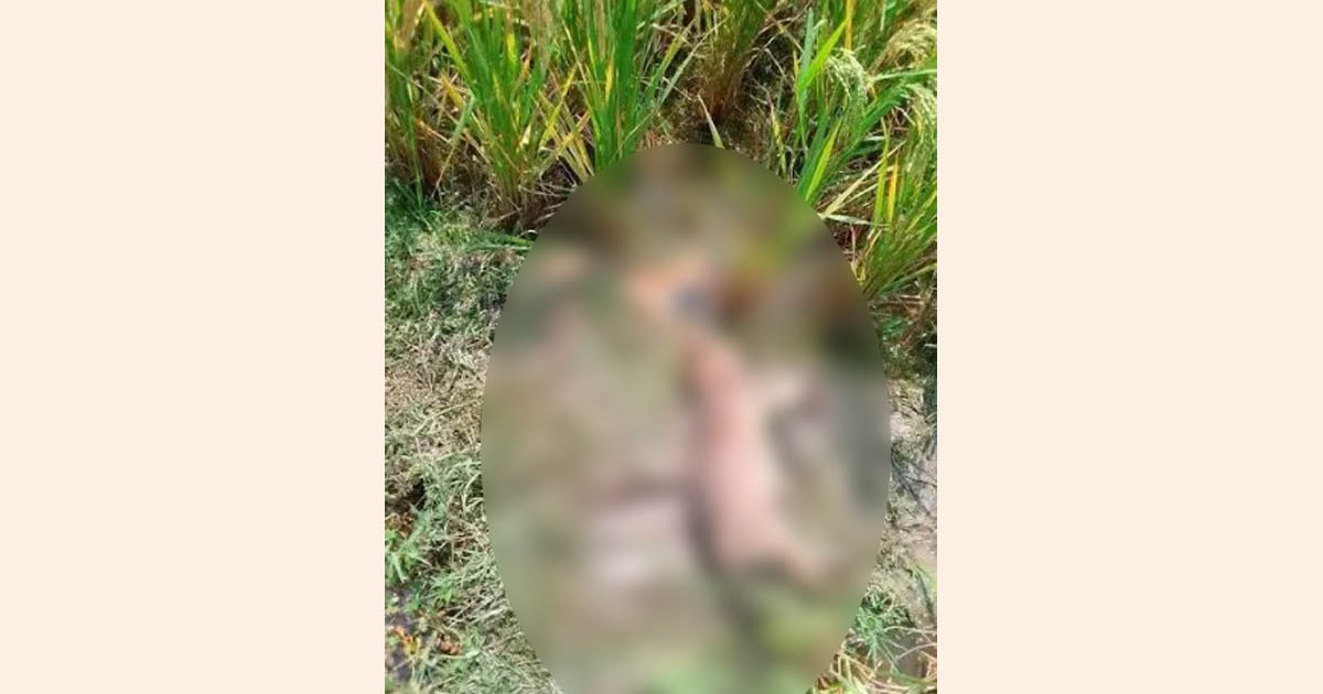 উলিপুরে নিজের পাতা শিয়াল মারা ফাঁদেই প্রাণ গেলো বৃদ্ধের