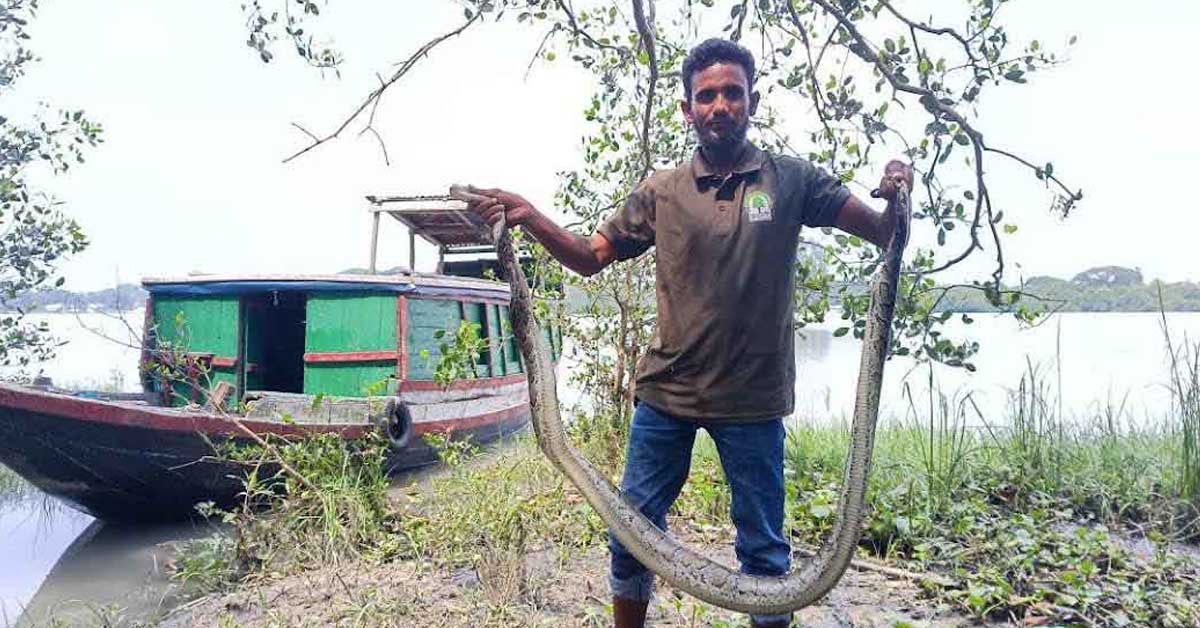 শরণখোলায় অজগর উদ্ধার, সুন্দরবনে অবমুক্ত