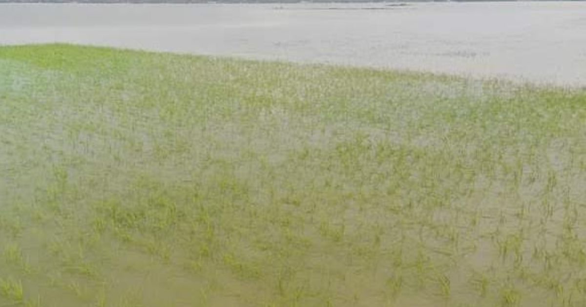 পাহাড়ি ঢলে ধর্মপাশায় ৫০০ হেক্টর জমির ধান পানির নিচে