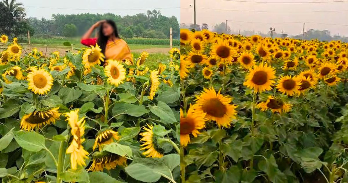 কালিয়াকৈরে পর্যটকদের নতুন আকর্ষণ সূর্যমুখী বাগান