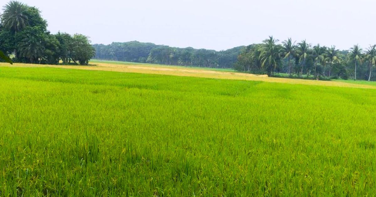 অভয়নগরে আমন ধান চাষে পূরণ হয়নি লক্ষ্যমাত্রা, ক্ষতিগ্রস্ত কৃষক
