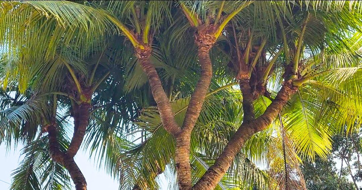 নাটোরে দেখা মিলল ১১ মাথাওয়ালা নারিকেল গাছ