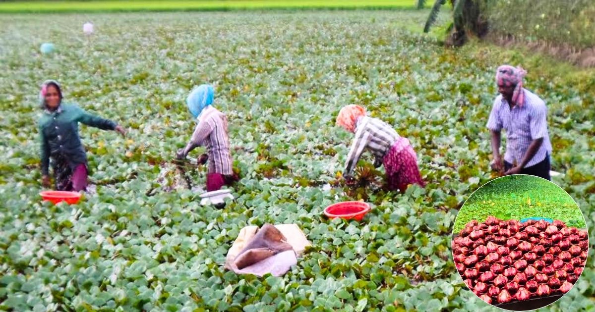 সাতক্ষীরার দেবহাটায় জনপ্রিয় হয়ে উঠছে পানিফল চাষ