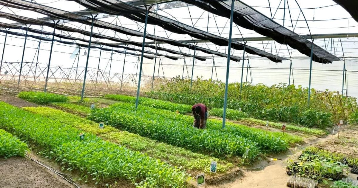 ভাঙ্গুড়ায় কৃষকের স্বপ্ন ‘পলিনেট হাউজ’