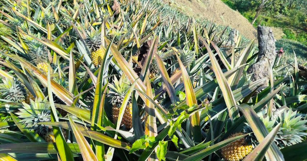 নানিয়ারচরে আনারস চাষে কৃষকের মুখে হাসি