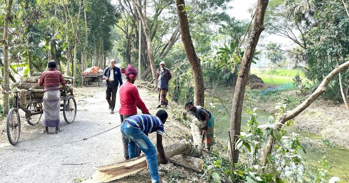 মাদারীপুরে সড়কে লাখ টাকার বৃক্ষনিধন, প্রশাসন নীরব