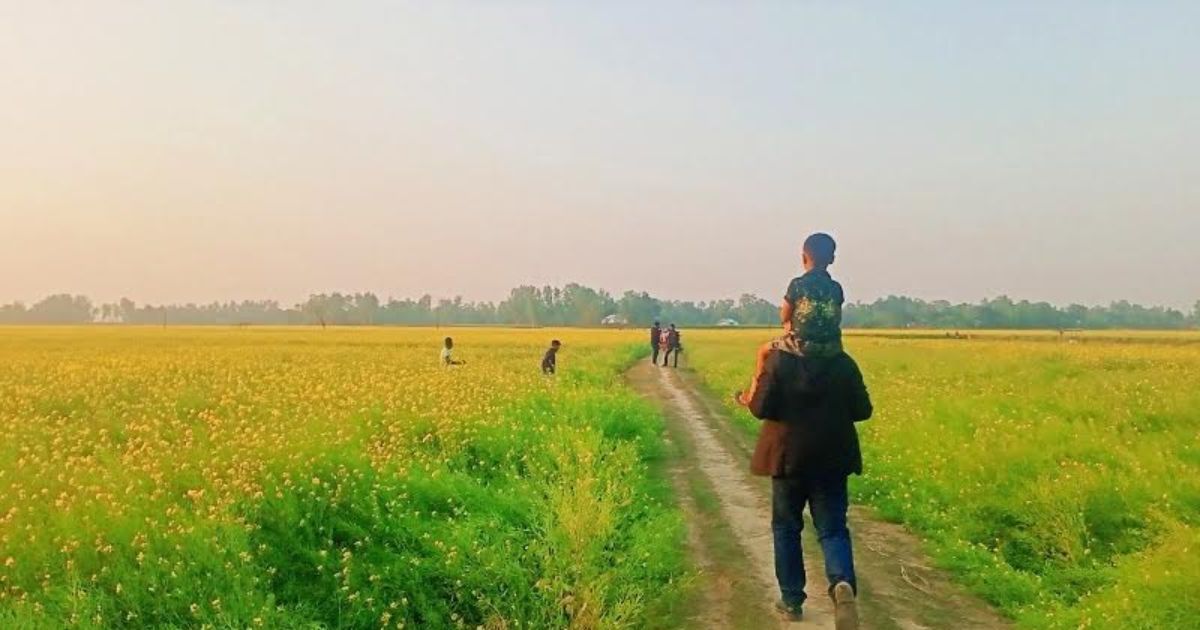 সরিষাবাড়ীতে সরিষা ফুলের নয়নাভিরাম দৃশ‍্য