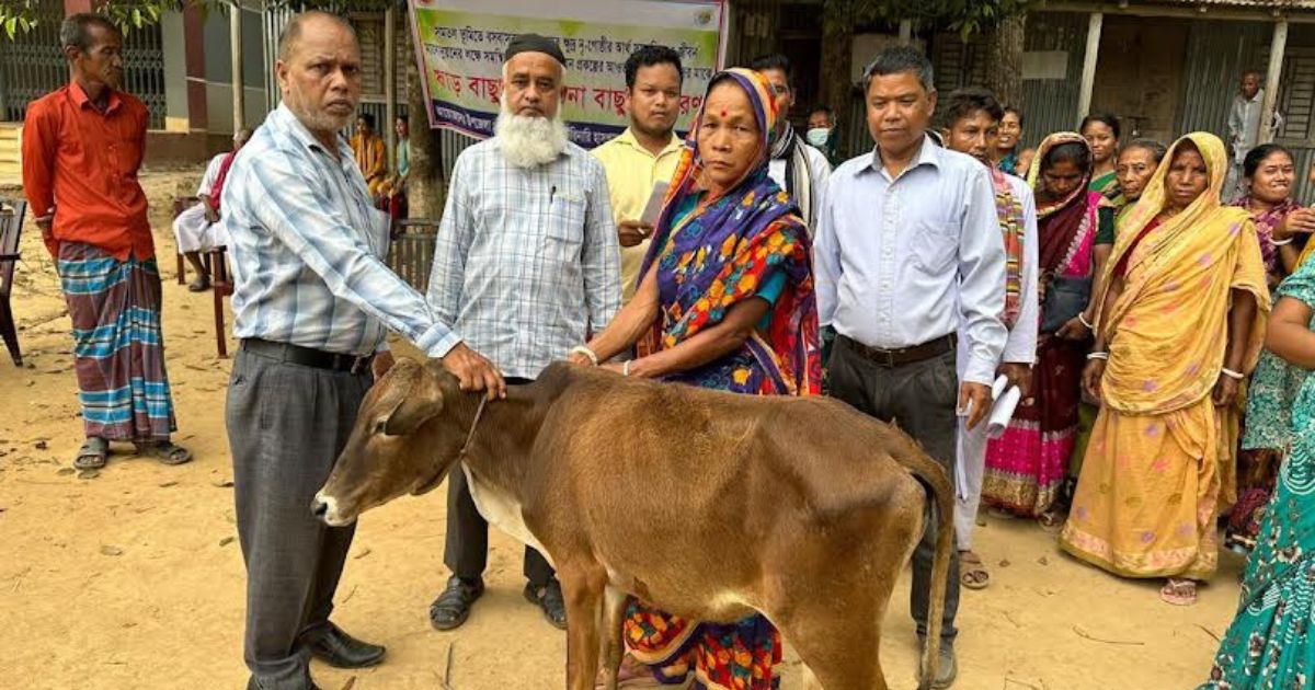 কালিয়াকৈরে বিনামূল্যে ১০২টি গরু বিতরণ