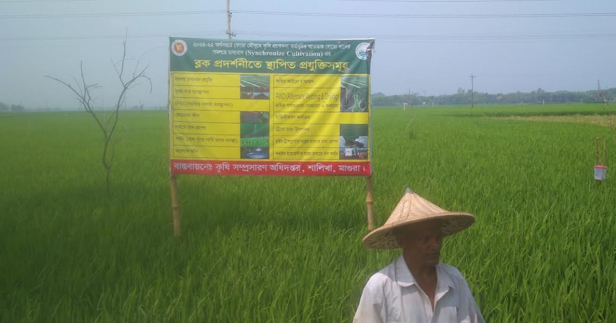 শালিখায় বোরো ধানের ব্যাপক ফলনের আশা