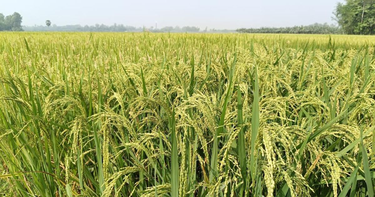 বোরো ধানের কাঁচা-পাকা শীষে দোল খাচ্ছে কৃষকের স্বপ্ন