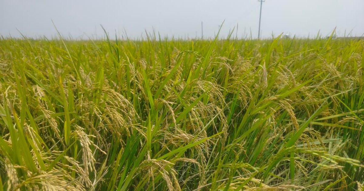 হাওরজুড়ে সোনালি ধান, শ্রমিক সংকটে বিপাকে কৃষক