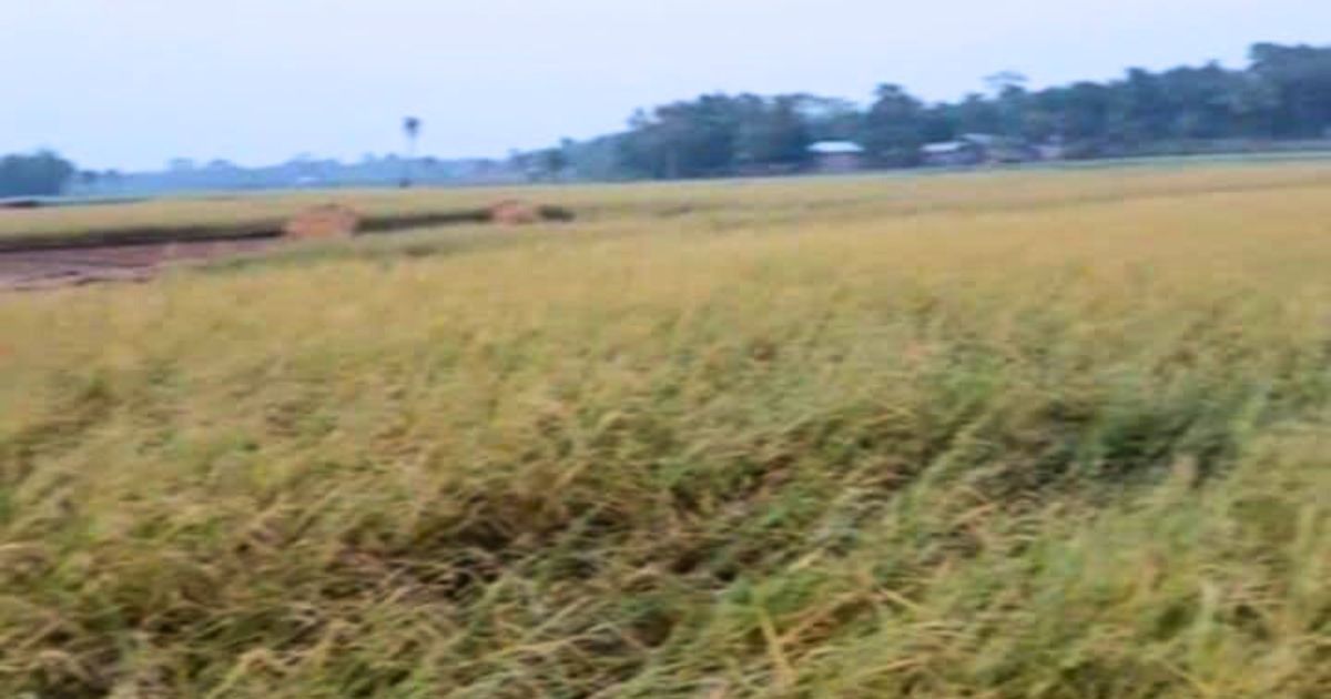 শালিখায় শিলাবৃষ্টি-ঝড়ে ‘লন্ডভন্ড’ কৃষকের স্বপ্ন