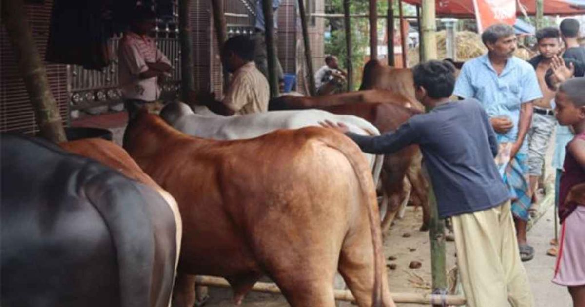মেরাদিয়ায় কোরবানির পশুর হাট বসানো যাবে না
