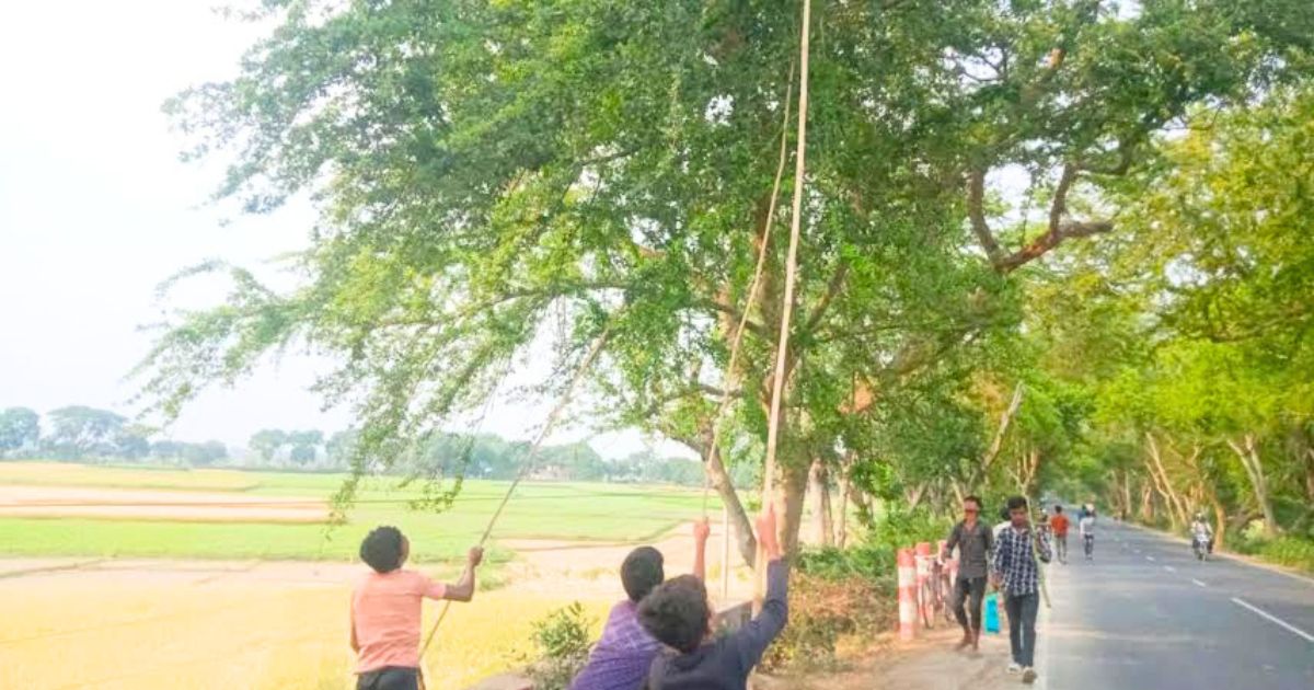গ্রীষ্মের উপহার ‘খৈয়া’, স্বাদে-রোজগারে-ঔষধে সেরা