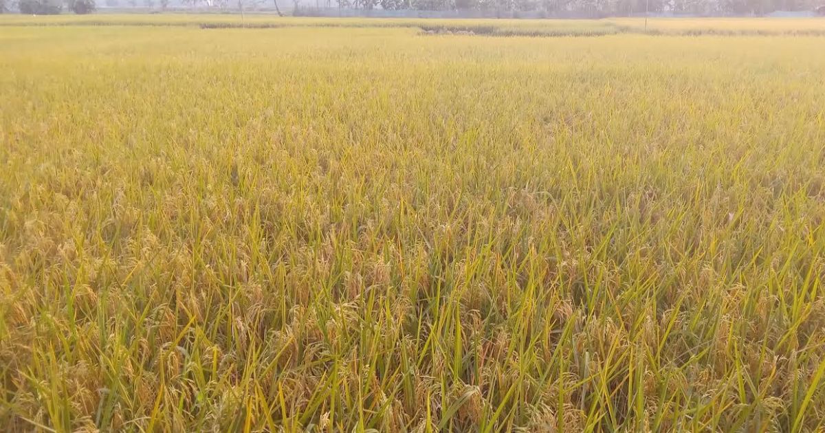‘কৃষকের অ্যাপ’ বদলে দিচ্ছে ধান সংগ্রহের চিত্র