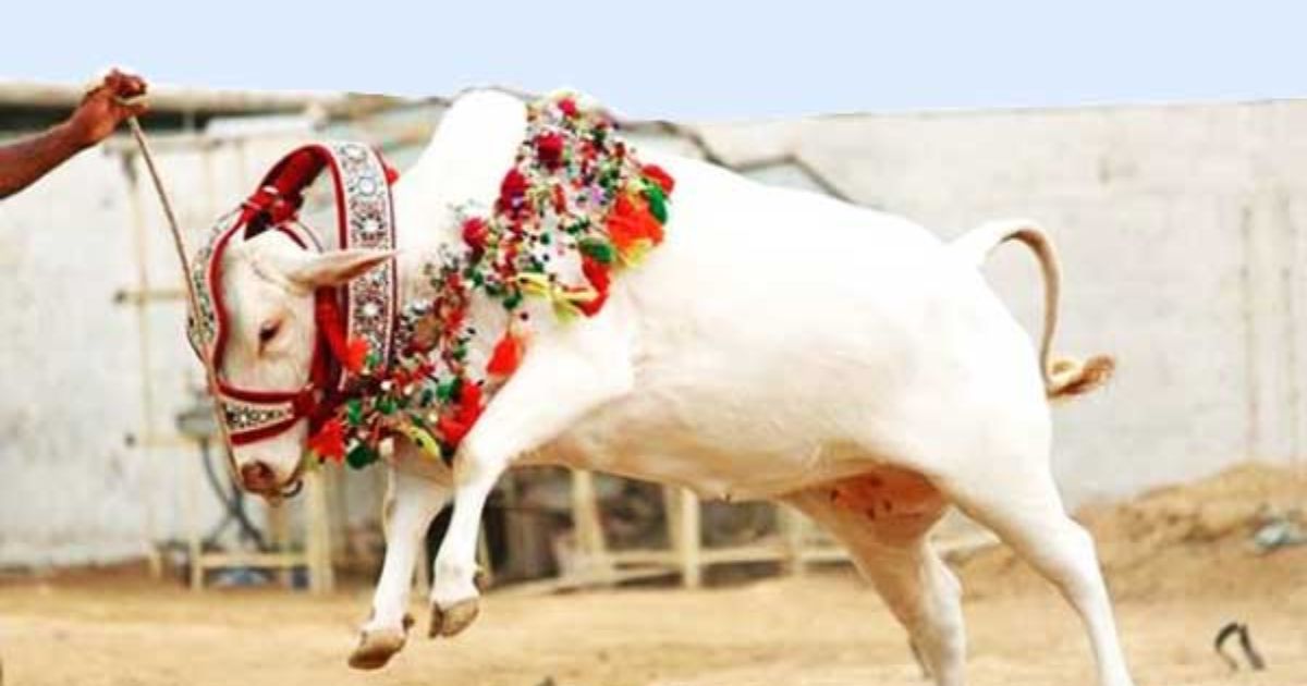 কোরবানি কখন, কাদের উপর ওয়াজিব?