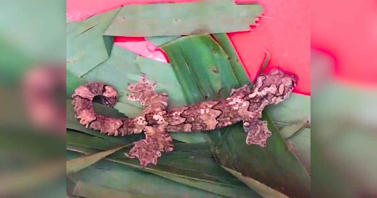 তক্ষকসহ ৯ পাচারকারী আটক, জব্দ মাইক্রোবাস