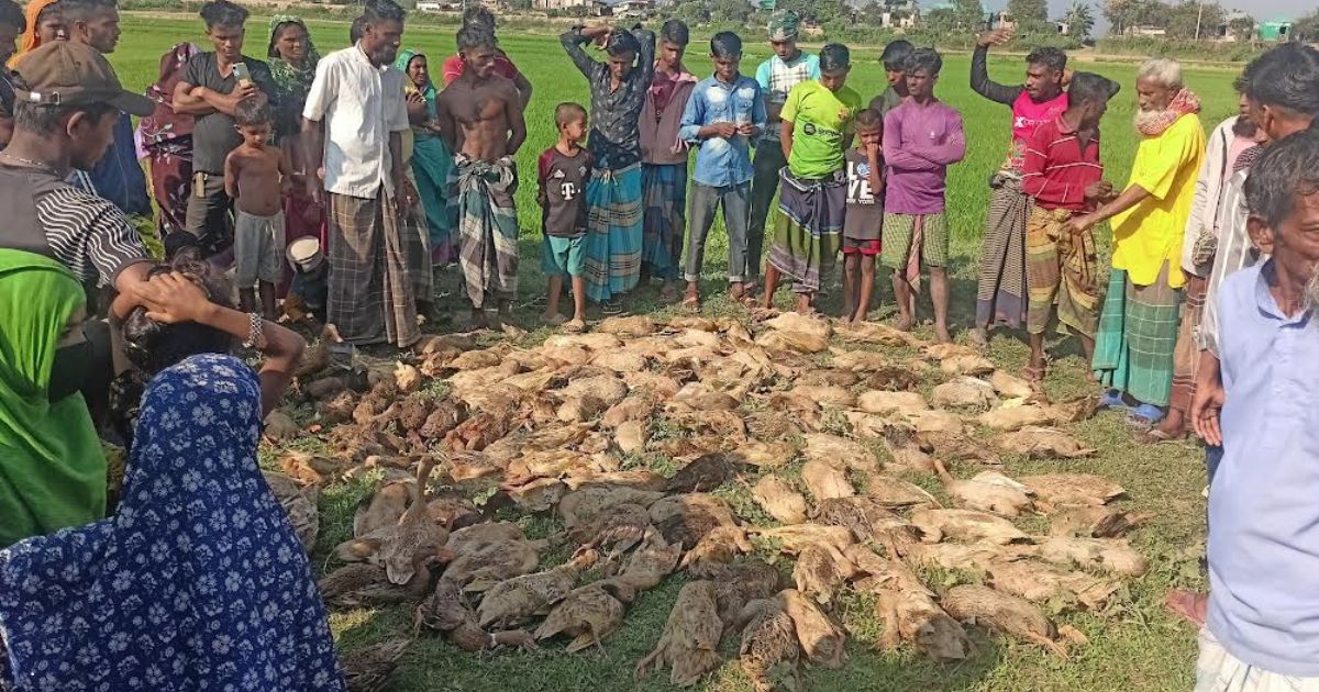 টাঙ্গুয়ার হাওরে বিষটোপে মরল খামারির ৫০০ হাঁস