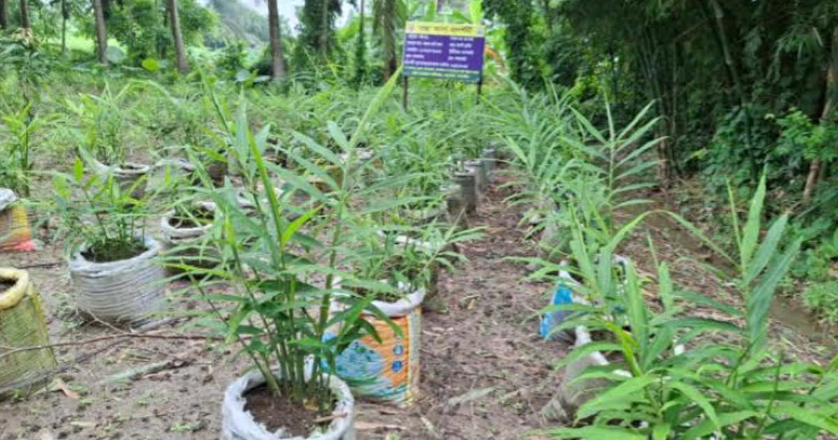 আশাশুনিতে ছায়াযুক্ত পতিত জমিতে মসলা চাষ