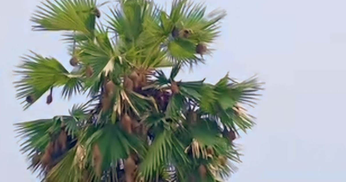 অভয়নগরে কমছে বাবুই পাখির বাসা