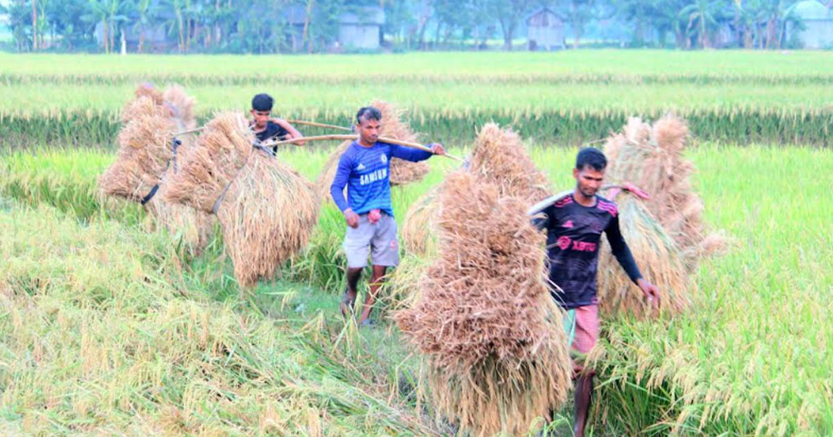 অভয়নগরে বোরো ধান কাটা ও ঘরে তোলায় ব্যস্ত কৃষকরা