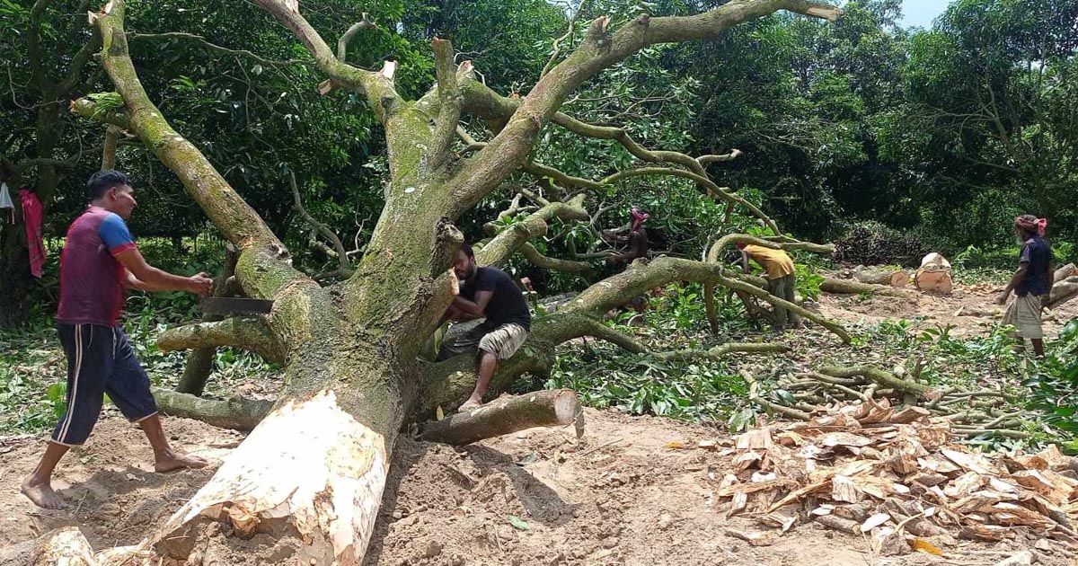 বাগাতিপাড়ায় ৭৫০ বিঘা আম বাগান কেটে ফেললেন চাষিরা
