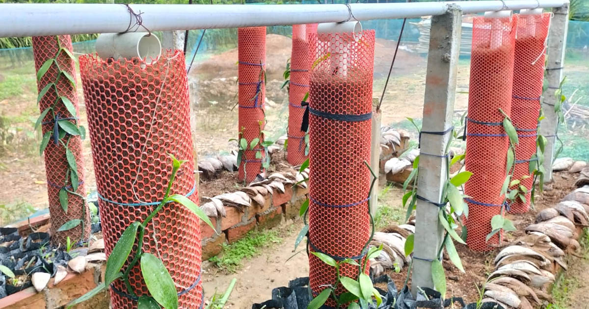 মহেশপুরে প্রথমবারের মতো ফলেছে ‘কালো সোনা’ ভ্যানিলা মসলা