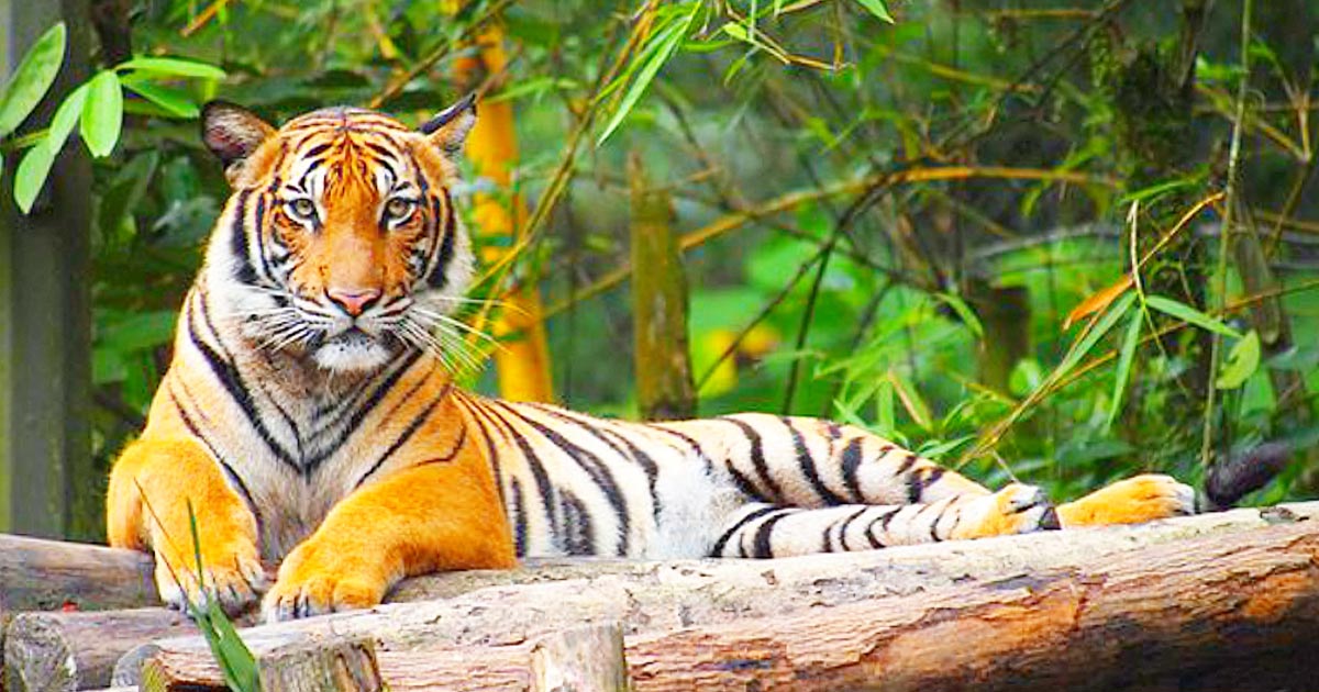 বাঘের আক্রমনে মালয়েশিয়ায় মিয়ানমারের নাগরিকসহ নিহত ২