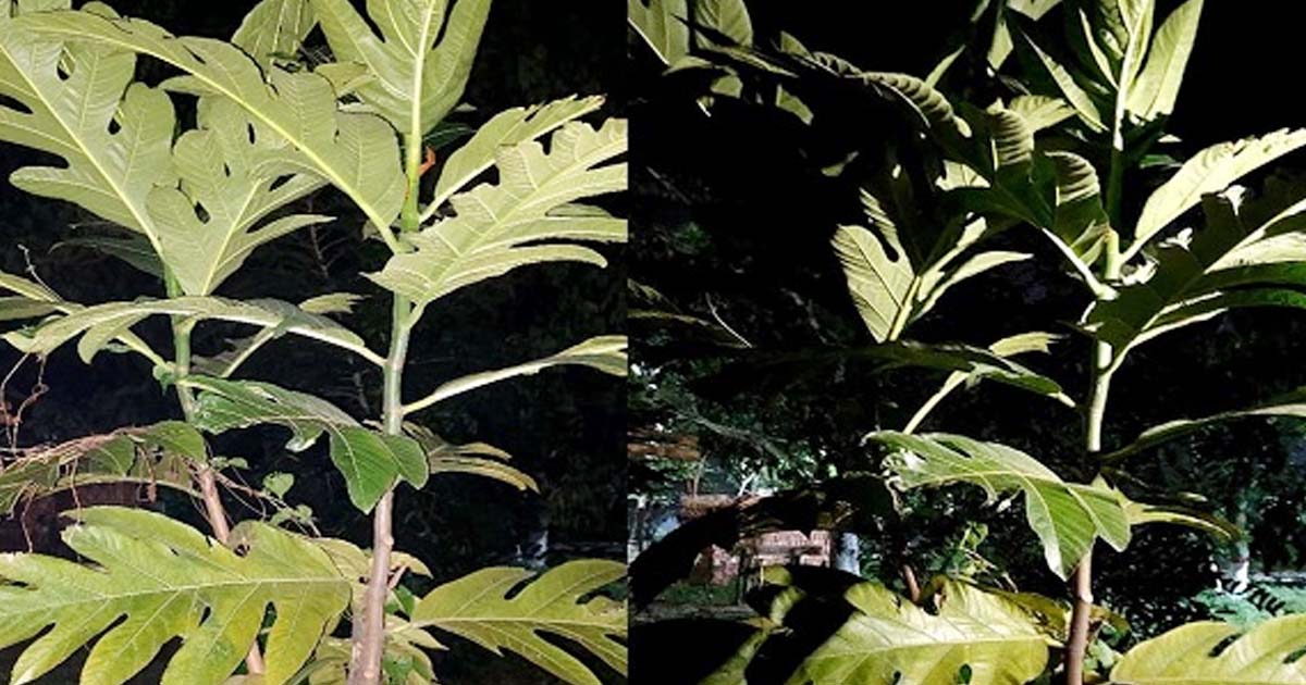 বেগম রোকেয়া বিশ্ববিদ্যালয়ে বেড়ে উঠছে দুর্লভ রুটিফলের গাছ