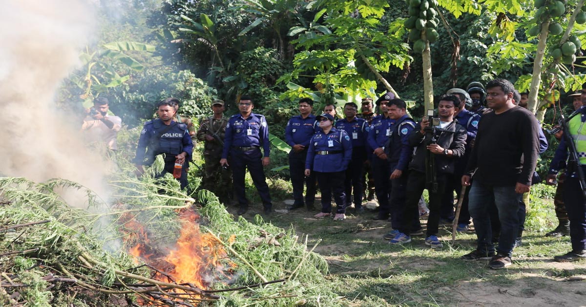 খাগড়াছড়িতে ত্রিশ কোটি মূল্যের গাঁজা ক্ষেত ধ্বংস