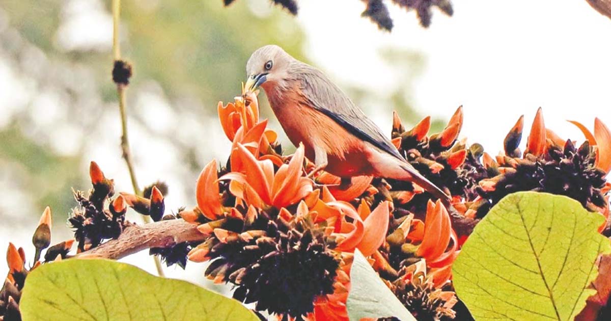 রঙিন বসন্ত এসেছে দুয়ারে