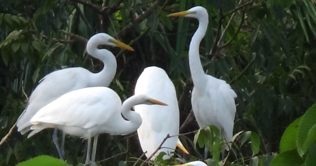 দক্ষিণ তাফালবাড়ী এখন পাখির গ্রাম