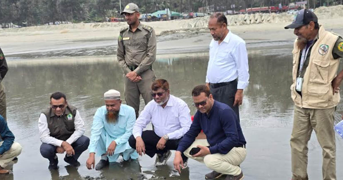 কক্সবাজার সৈকতে বিপন্ন প্রজাতির ২৫০ কাছিমের বাচ্চা অবমুক্ত