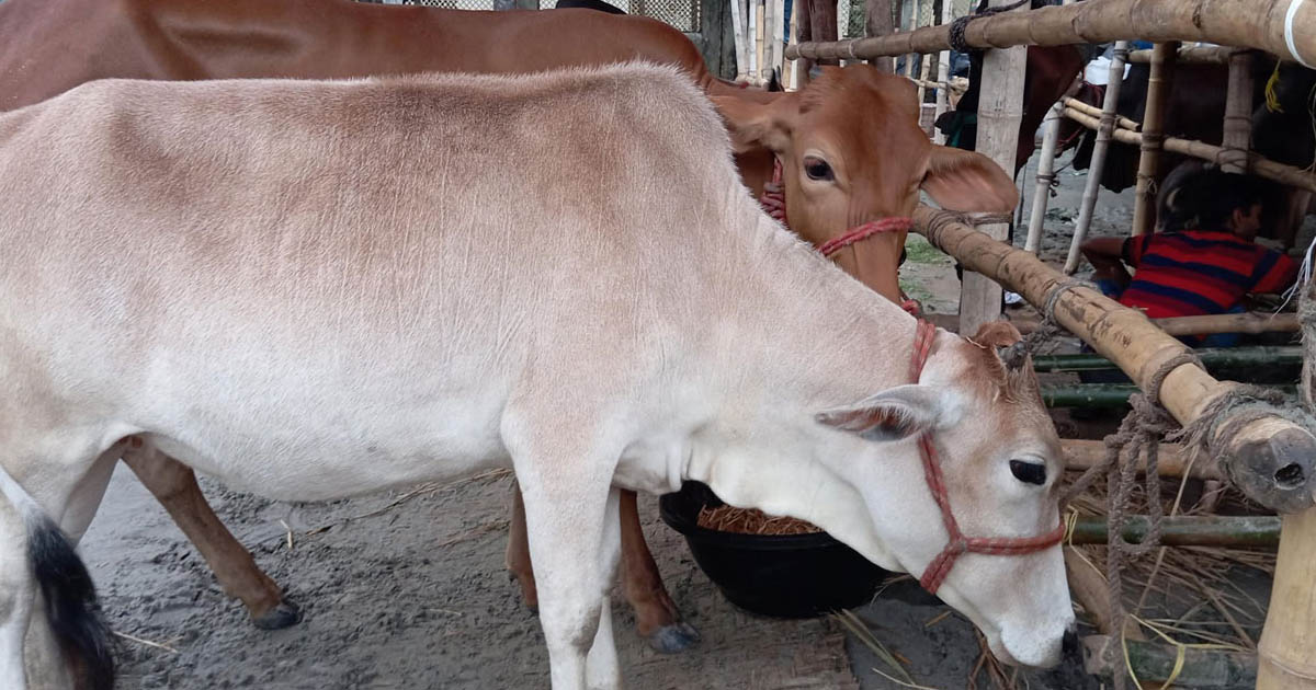 হাটে উঠতে শুরু করেছে কোরবানির গরু