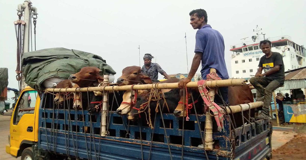 দৌলতদিয়ায় কোরবানির পশুবাহী গাড়িতে চাঁদাবাজির অভিযোগ