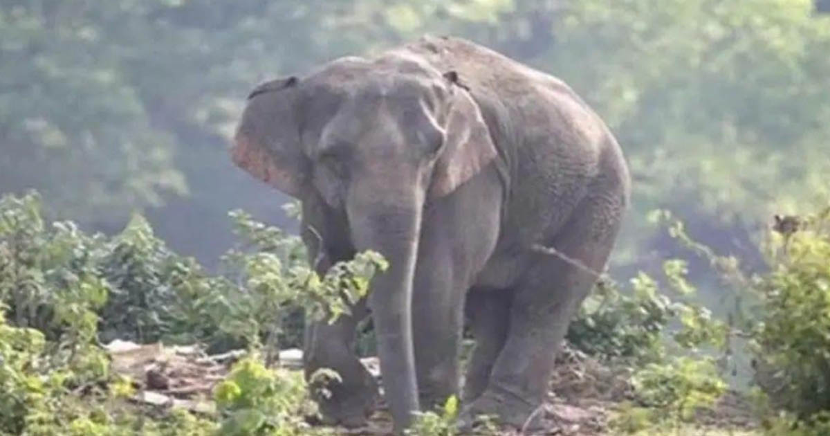 চকরিয়ায় বন্যহাতির আক্রমণে নারী নিহত