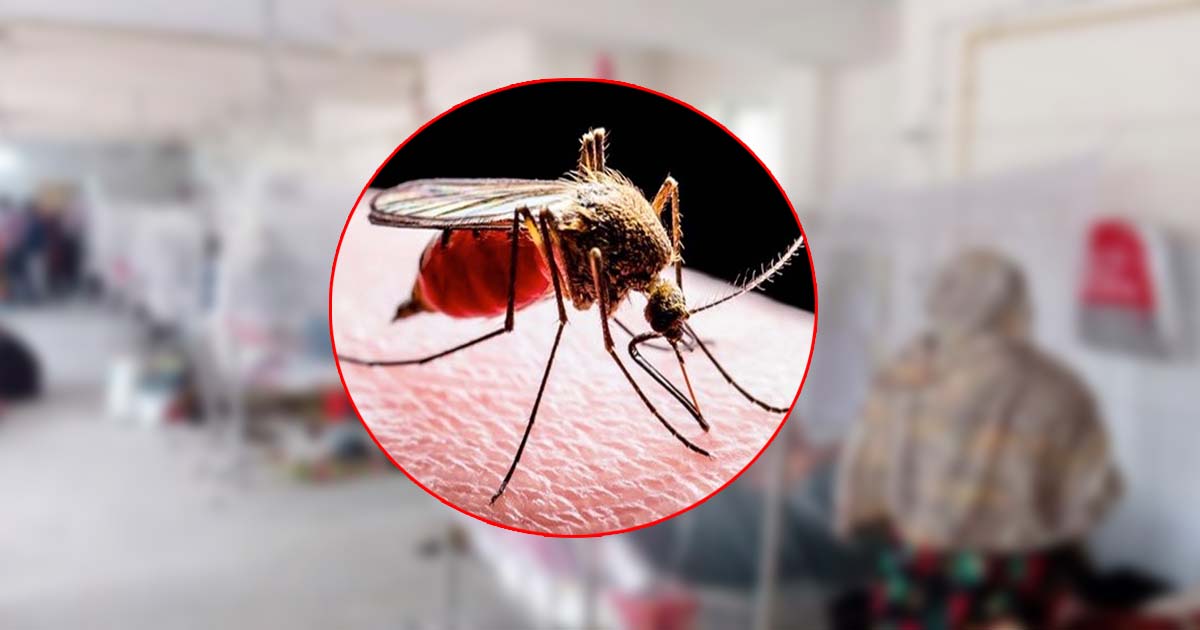 একদিনে ডেঙ্গু আক্রান্ত আরও ২১২ জন