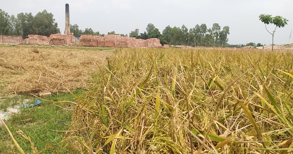 ধনবাড়ীতে ইটভাটার বিষাক্ত ধোঁয়ায় ধানে চিটা, ক্ষতিগ্রস্ত কৃষক