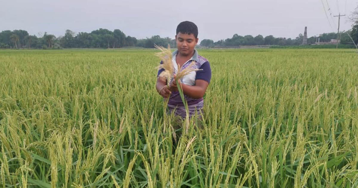 দুর্গাপুরে শীষকাটা রোগে দিশেহারা কৃষক, বালাইনাশকেও কাজ হচ্ছে না