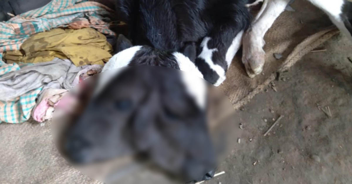 রাজশাহীতে অলৌকিকভাবে জন্ম নিল দুই মাথার বাছুর