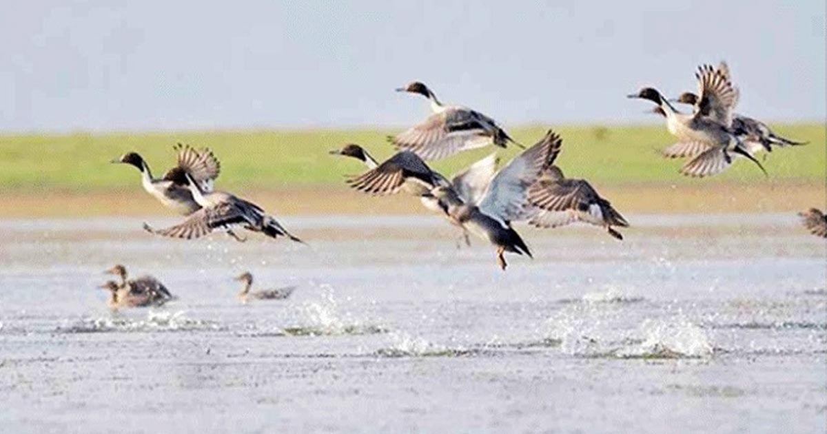 নীলাভ জলে অতিথি পাখির মেলা