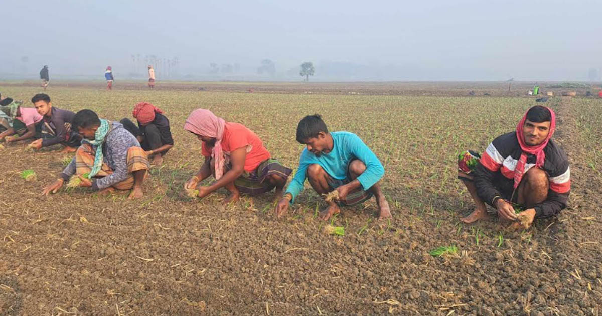 লাভের আশায় জমিতে স্বপ্ন বুনছেন চাষিরা