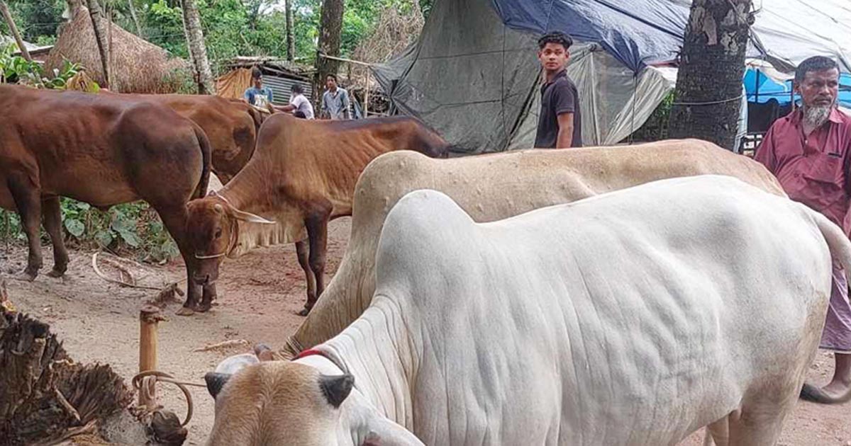 ফেনীতে আবারও অস্ত্র ঠেকিয়ে গরু লুট
